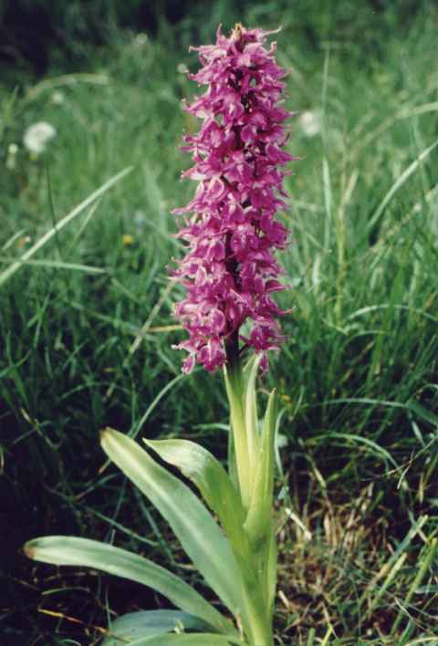  Image name: concordia3.jpg 
 width: 480 pixel 
 height: 708 pixel 
 Size: 34642 bytes 
 Click to enlarge 